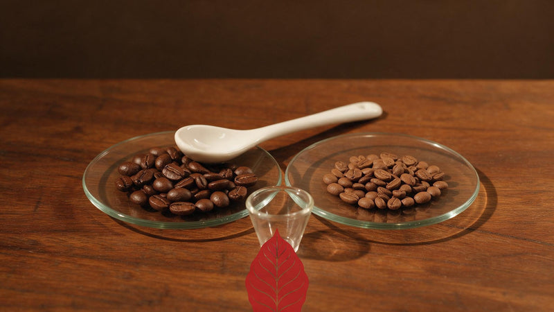 Café arábica e robusta, a diferença real